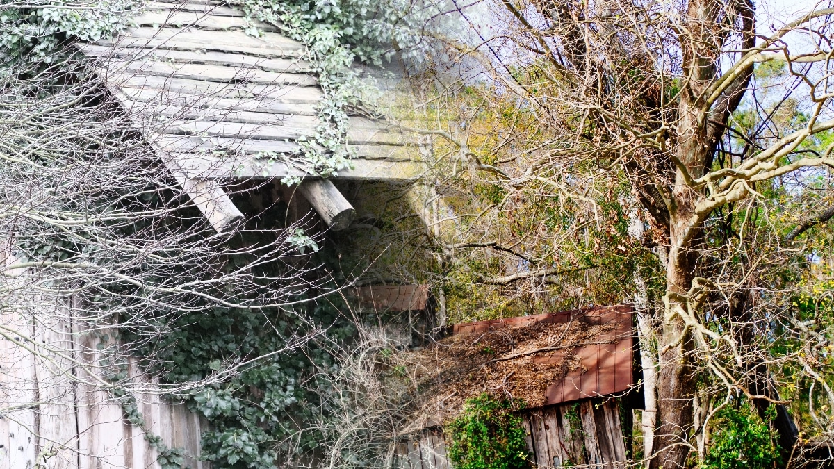 arbre détruit maison