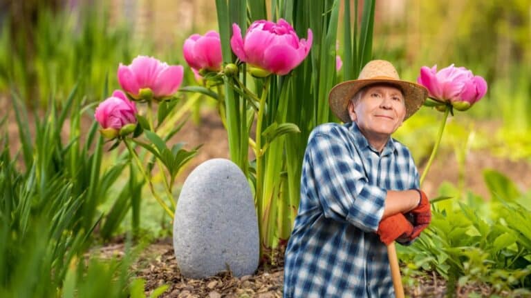 astuce pivoine