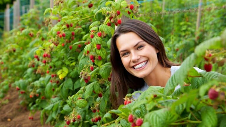 beaux framboisiers potager