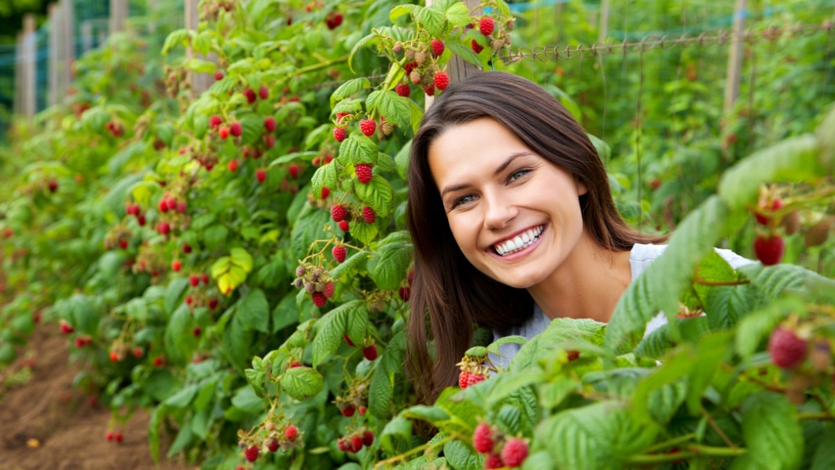 beaux framboisiers potager