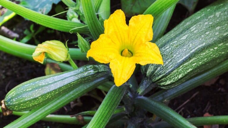 beaux plants de courgettes