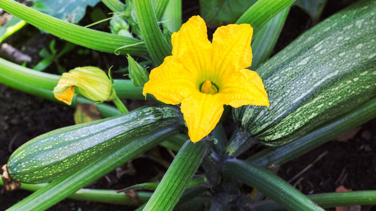 beaux plants de courgettes