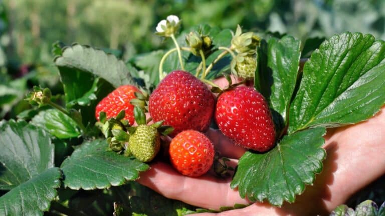 beaux plants de fraises