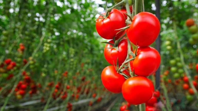 beaux plants de tomates