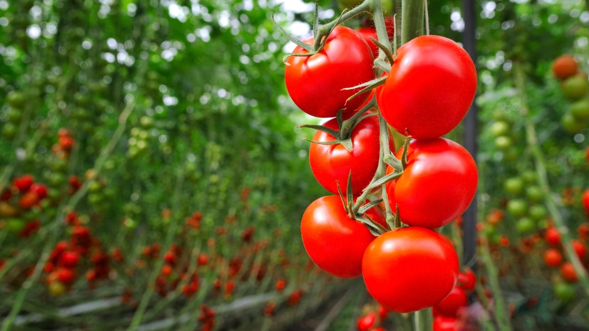 beaux plants de tomates