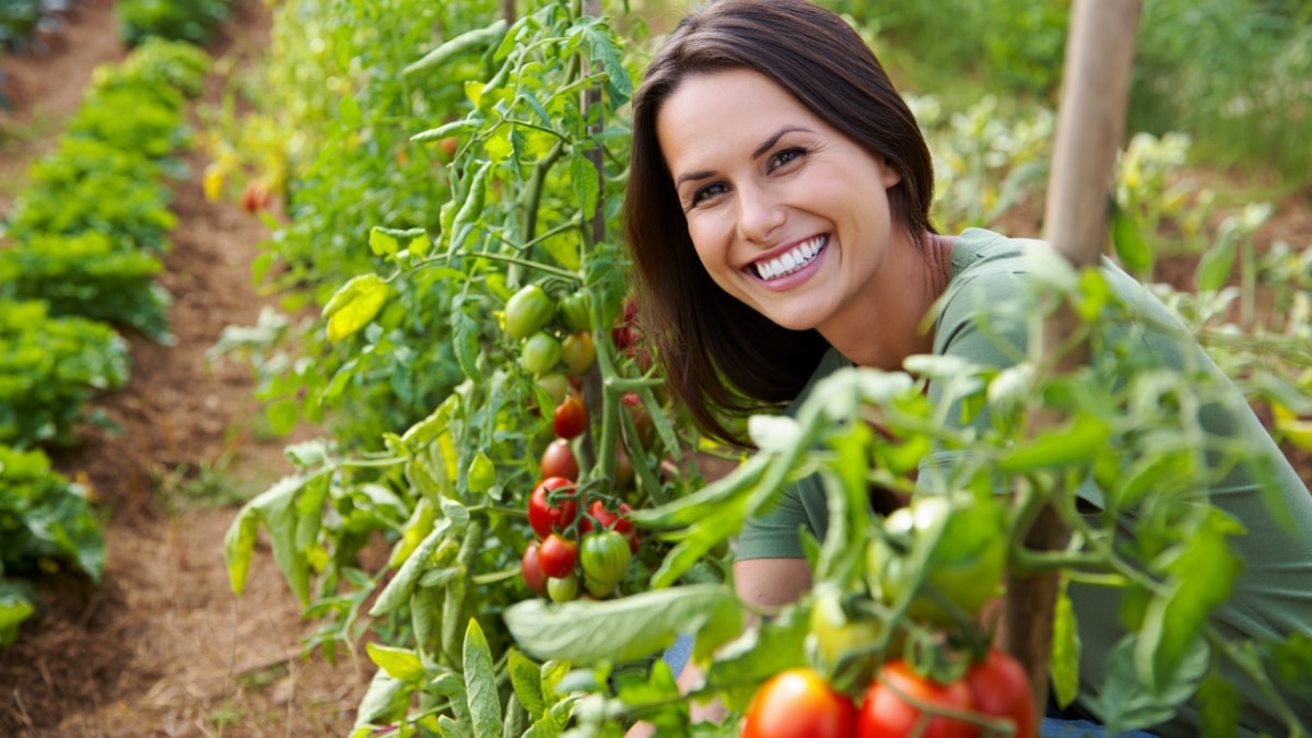 beaux tomates plants