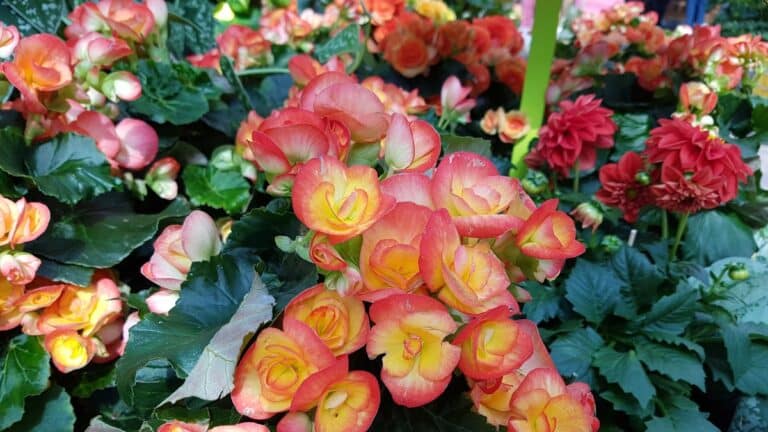 bégonias tubéreux