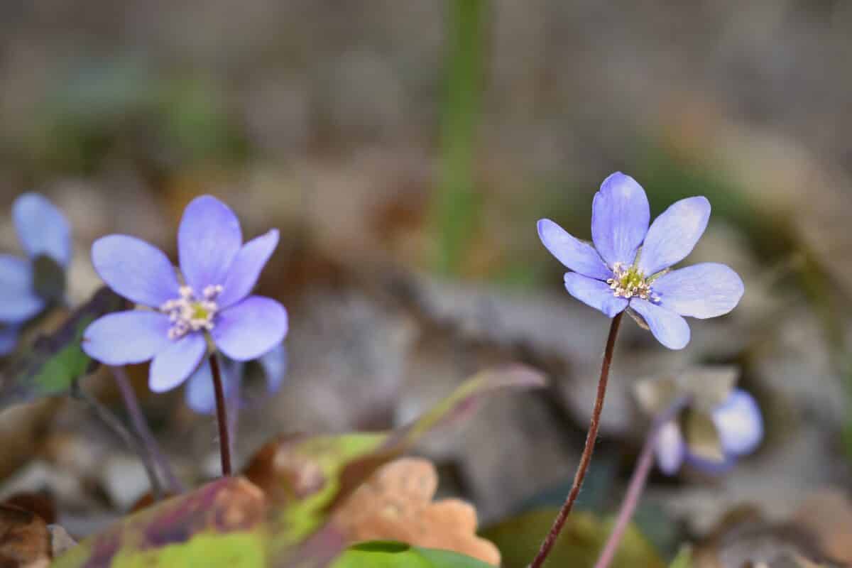 belle campanule