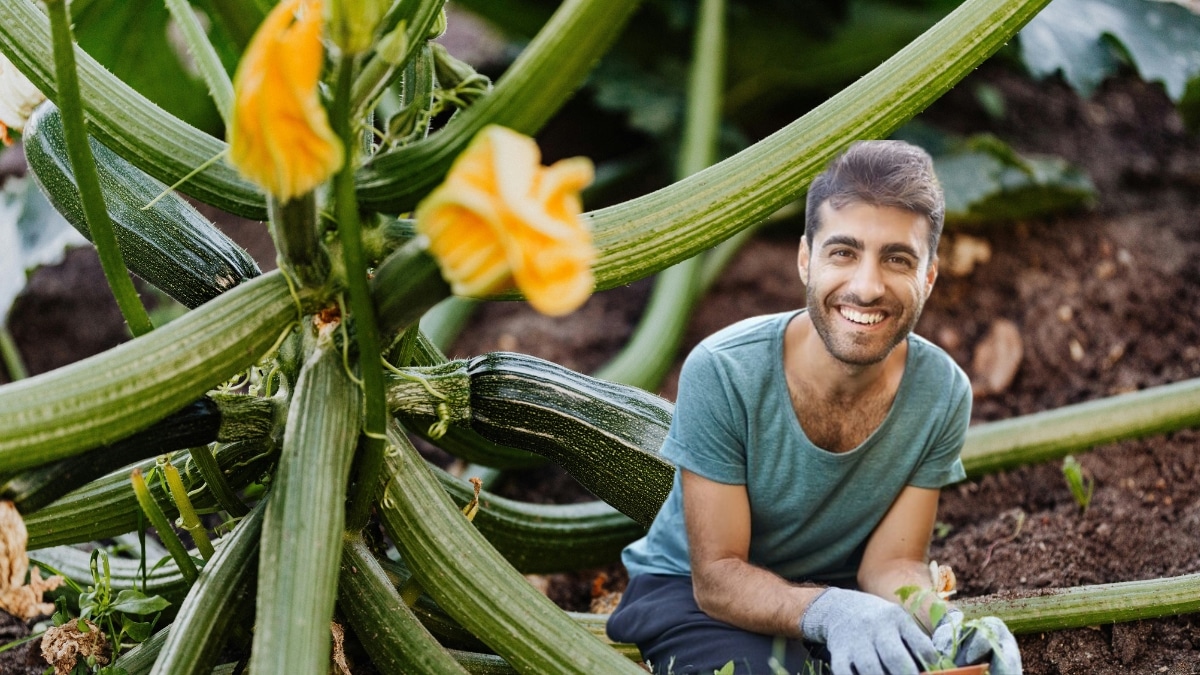 belle courgette