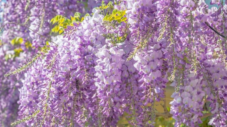 belle glycine