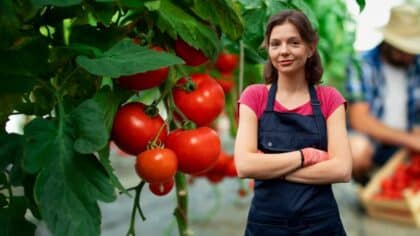 belle tomates du potager