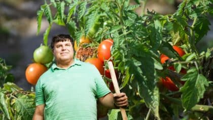 belle tomates sans maladie