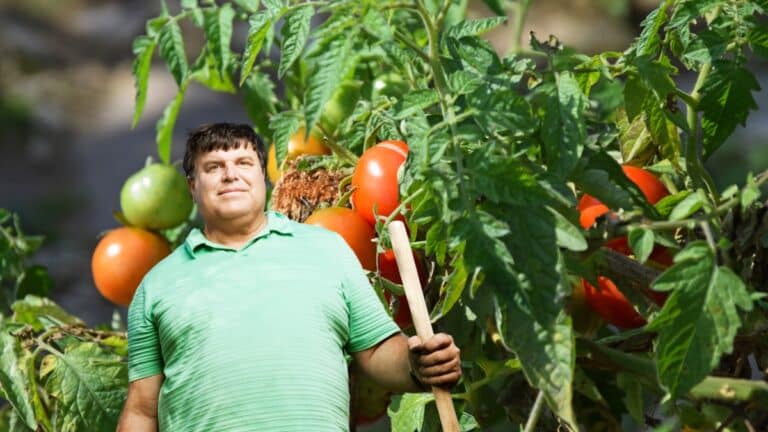 belle tomates sans maladie