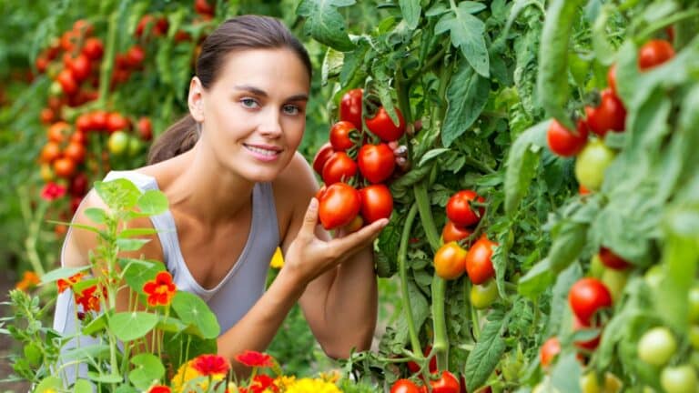 belles tomates jardin