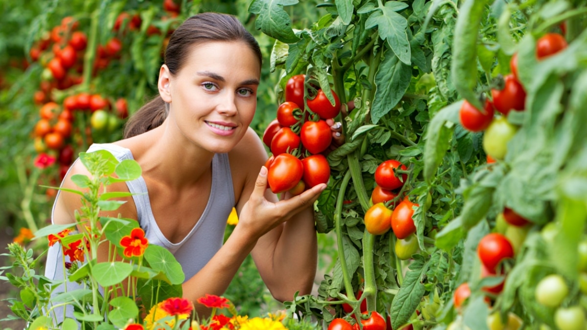 belles tomates jardin