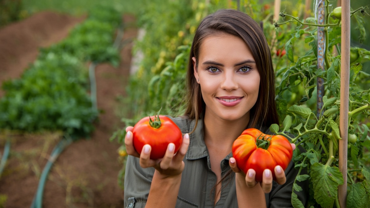 belles tomates jardin