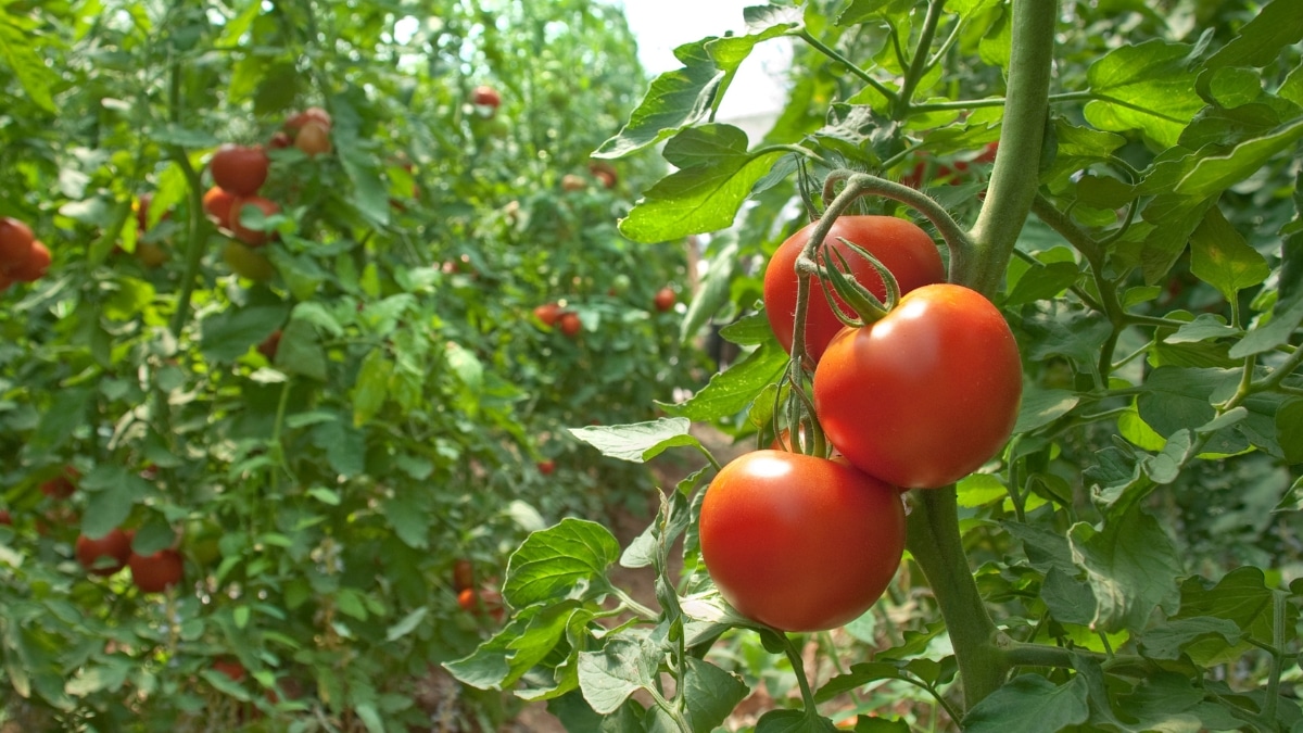 belles tomates variétés