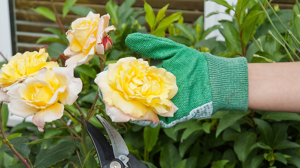boutures des rosiers