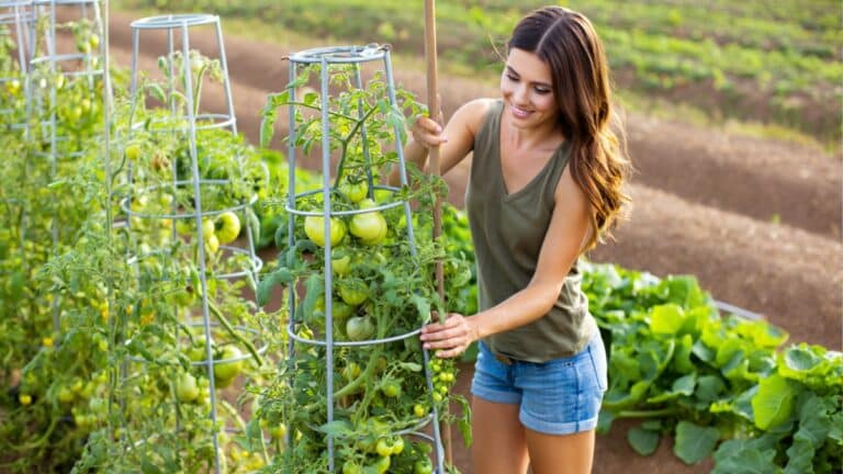 cage tomates plants