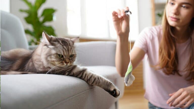 chat