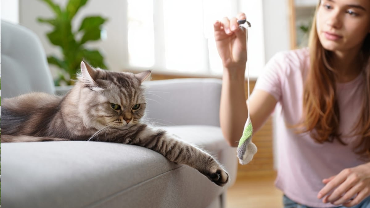 chat