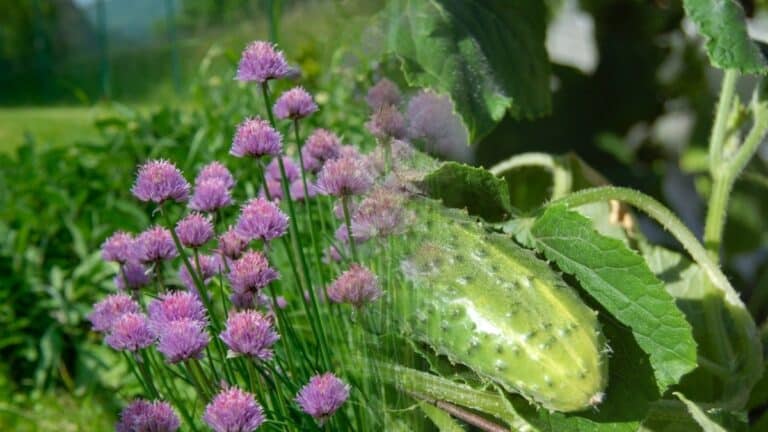 ciboulette concombre