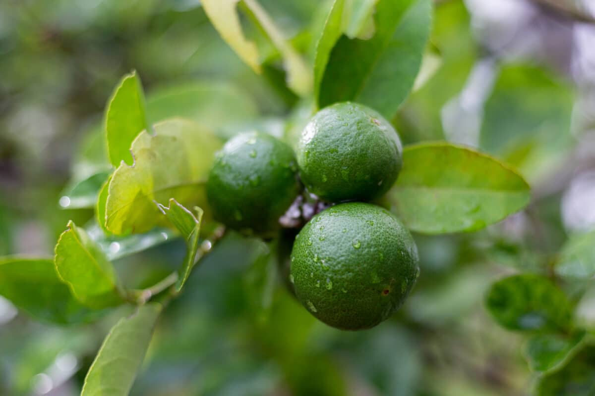 citron Une culture simple en pot