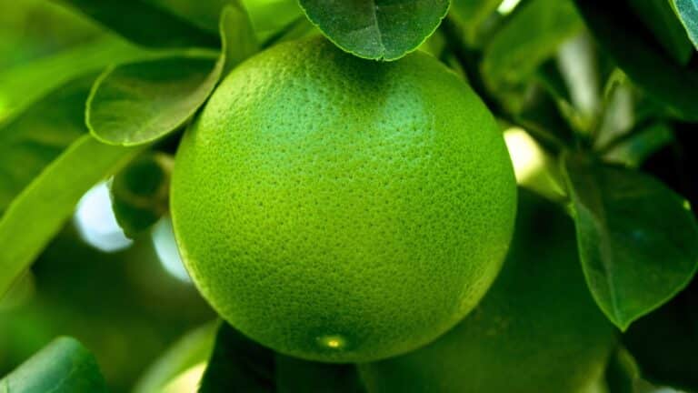 citron kaffir
