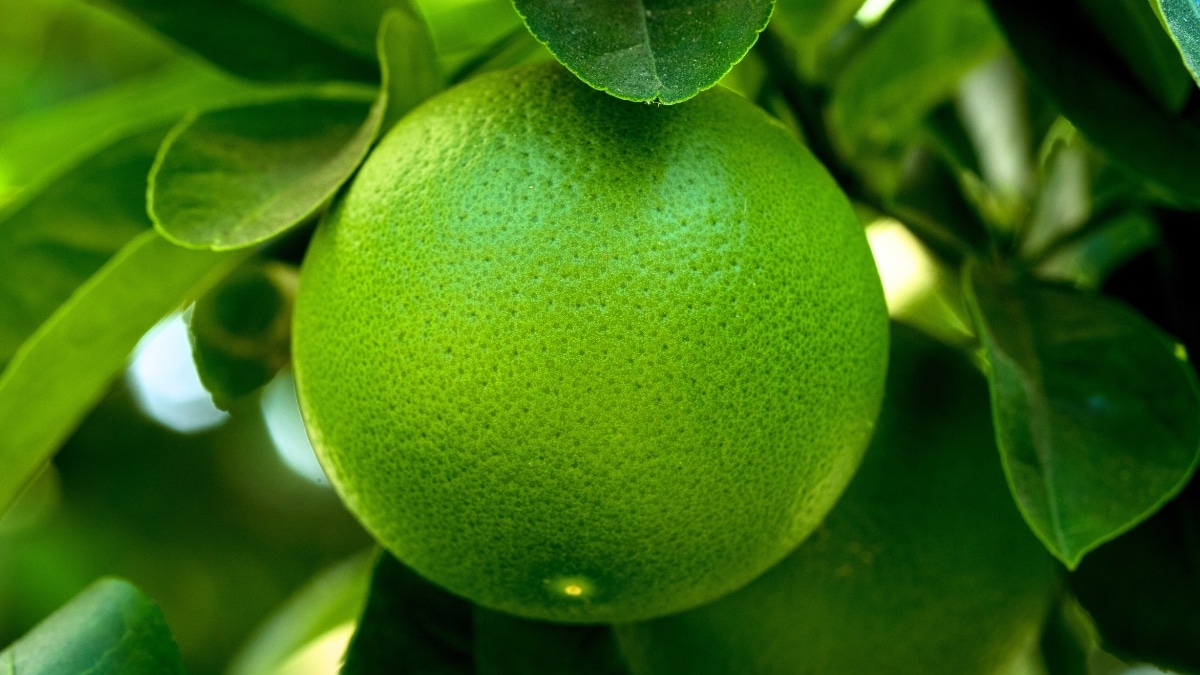 citron kaffir