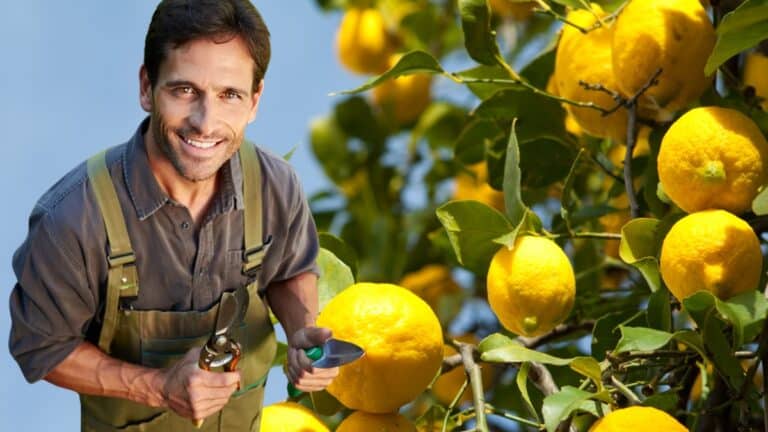 citronnier