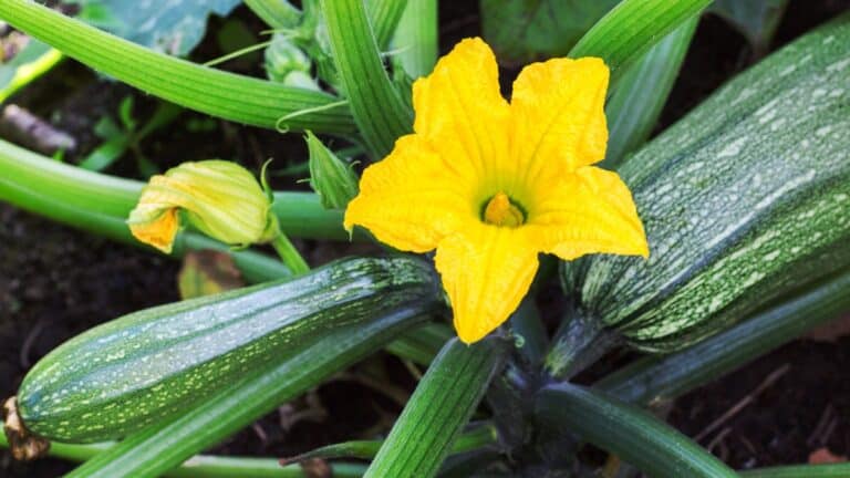 courgette du jardin