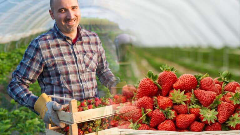 cueillette des fraises