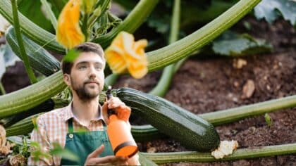engrais courgette