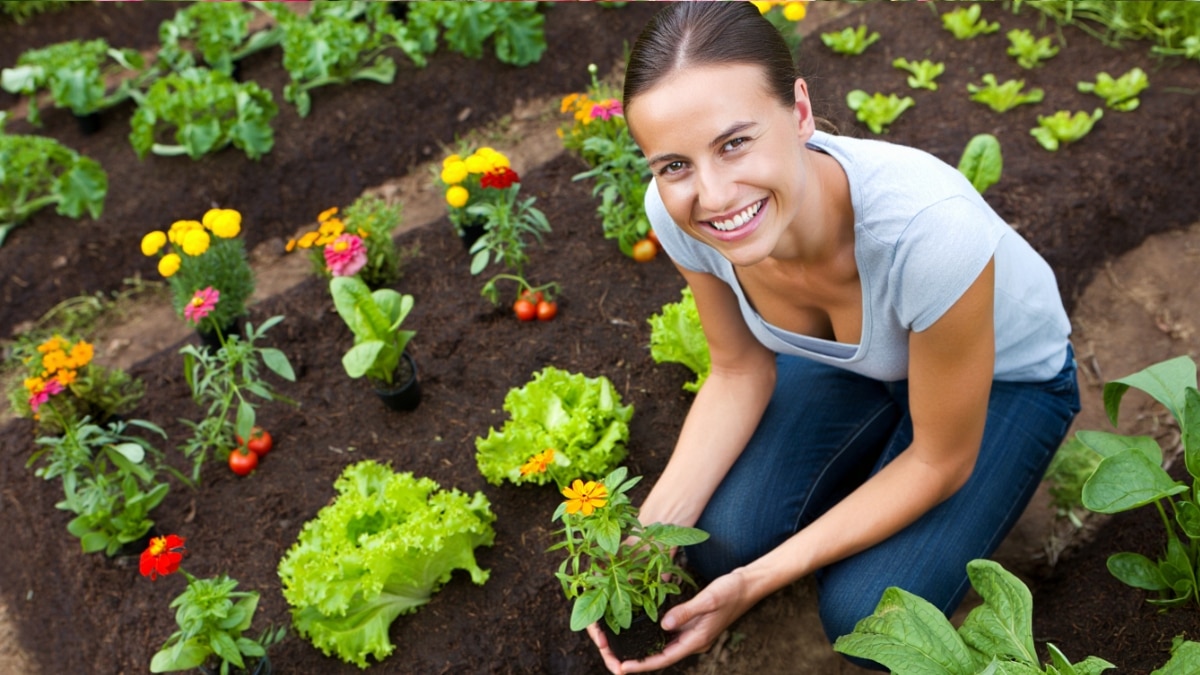 fleurs potager