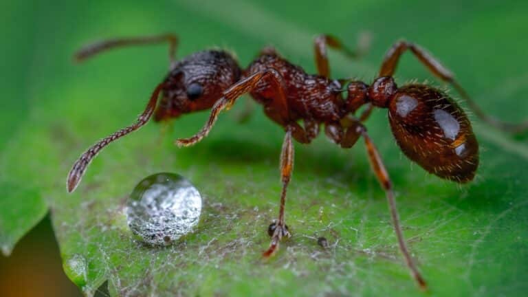fourmis au jardin