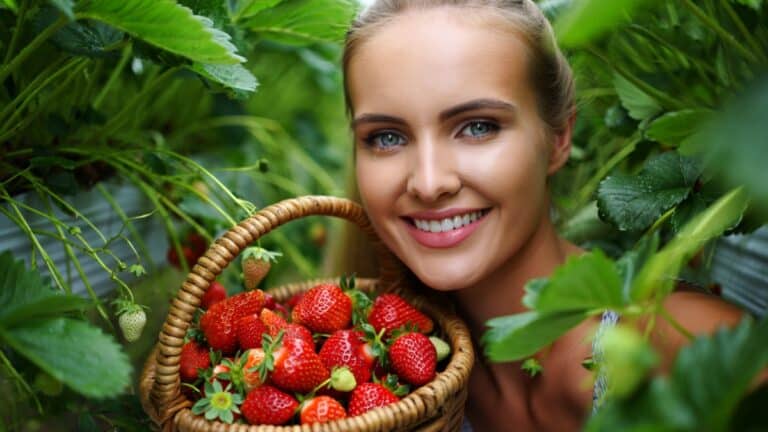 fraises