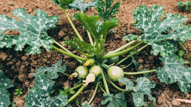gros plants de courgette