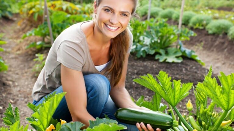 grosses courgettes