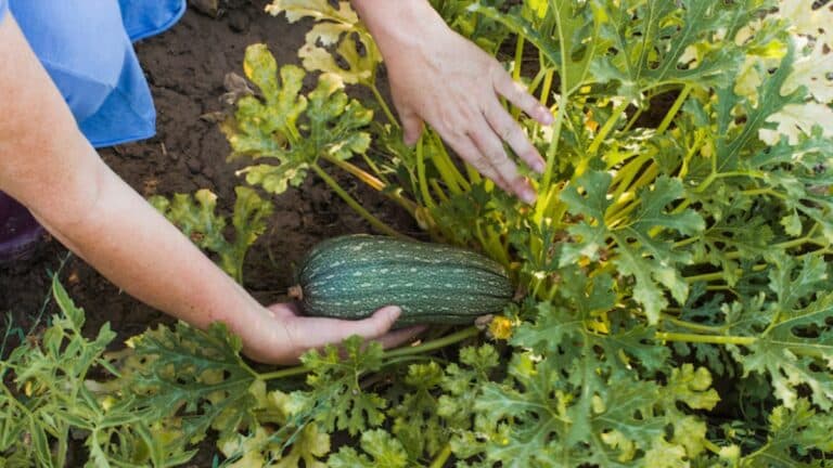 grosses courgettes plants