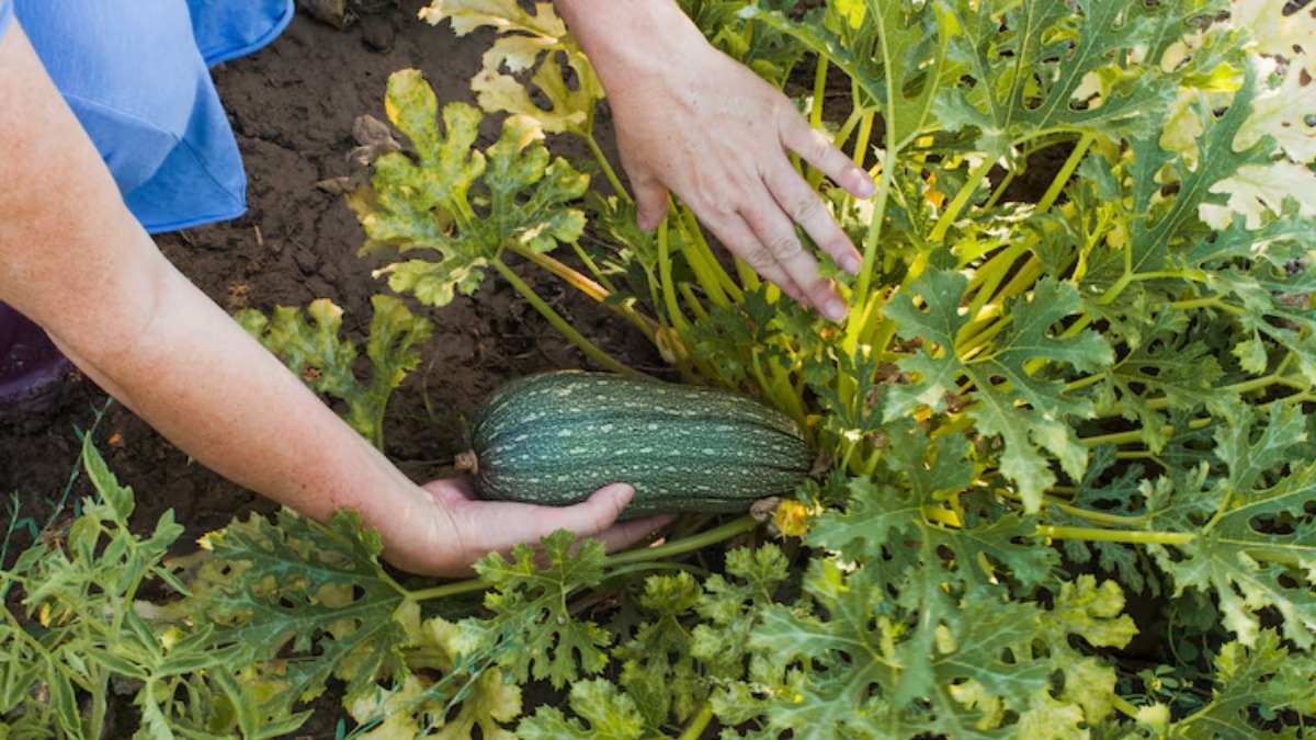 grosses courgettes plants