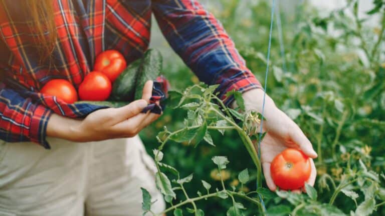 grosses tomates plants