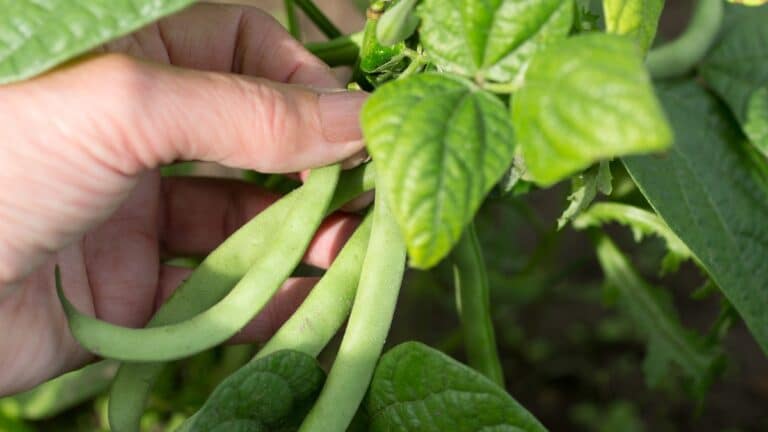haricots verts plants