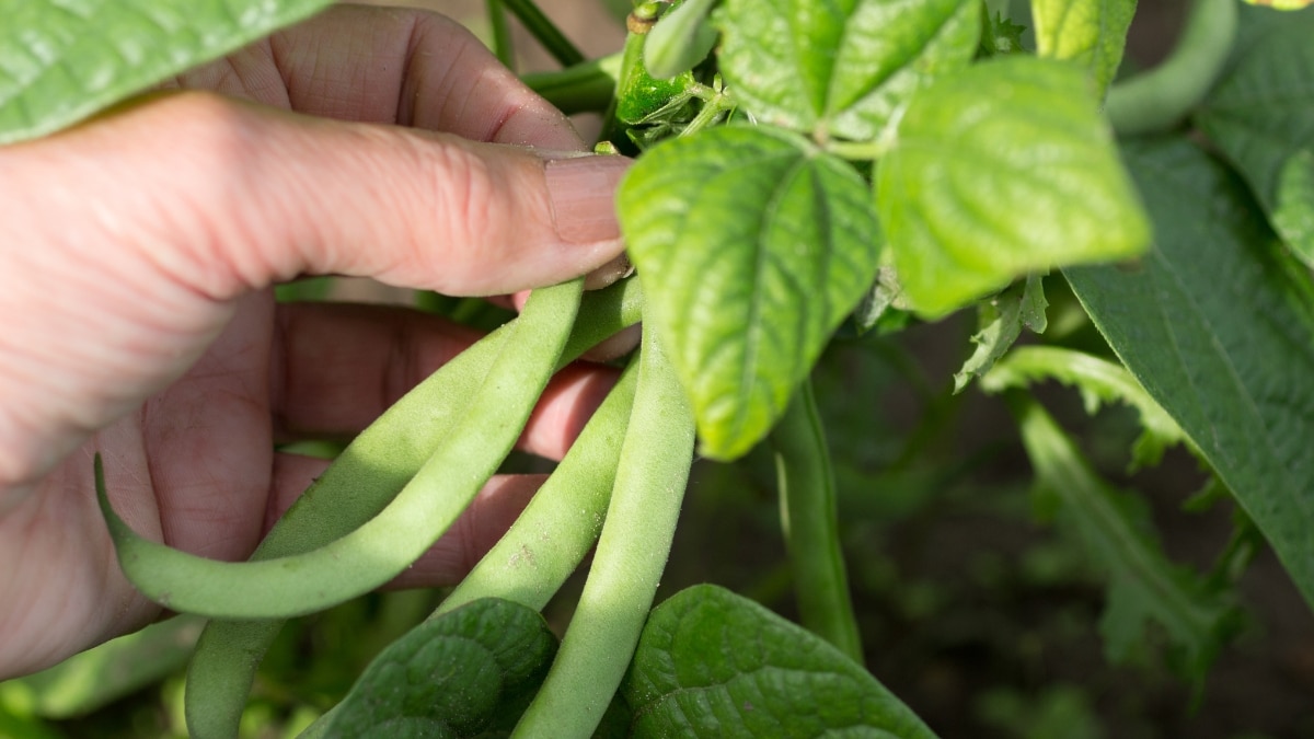 haricots verts plants