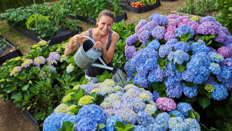 hortensias