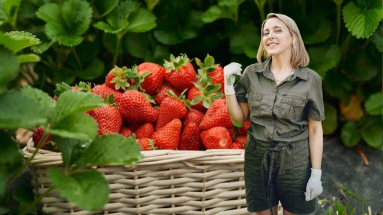 implantation des fraises