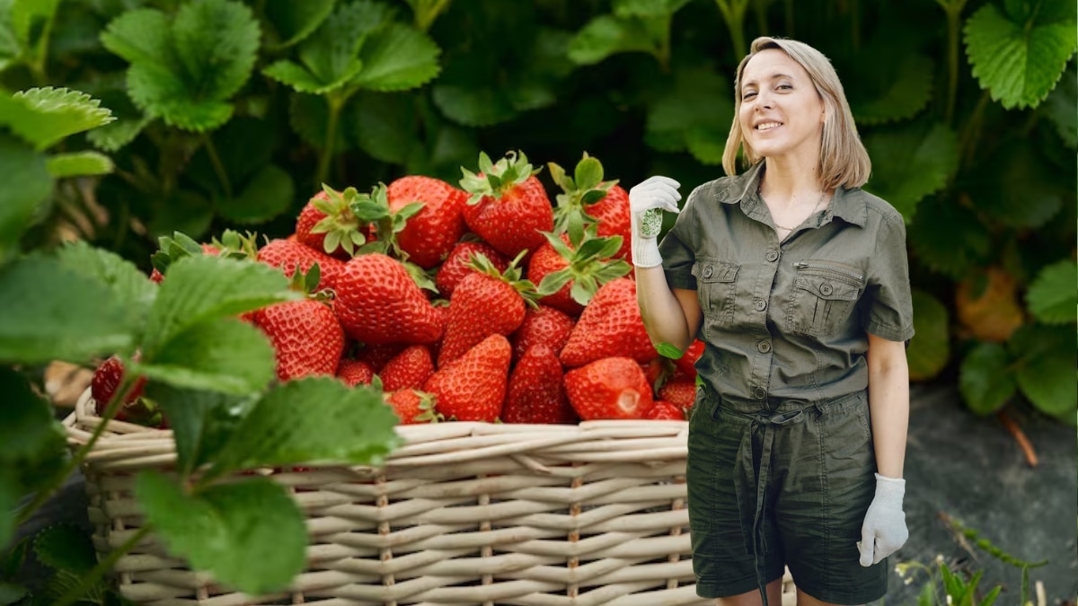 implantation des fraises