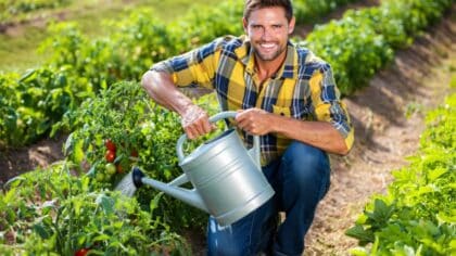 jardinier tomates
