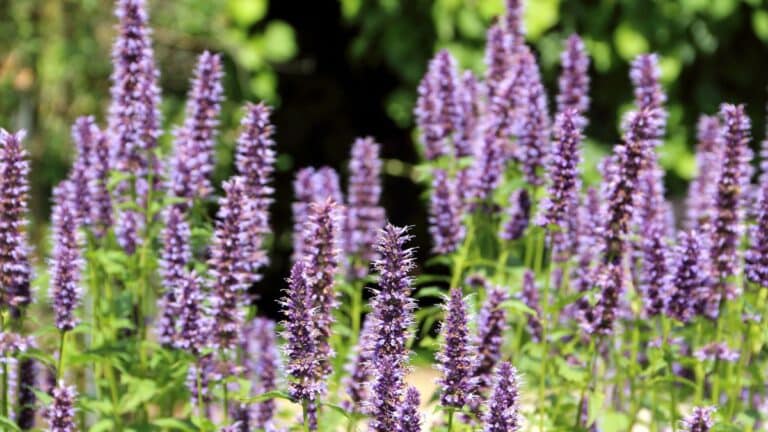 l’Agastache