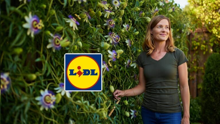 passiflore lidl