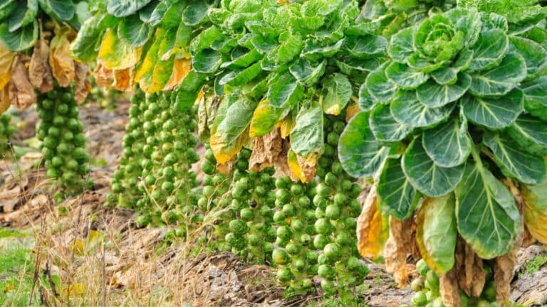 plant de choux de bruxelles